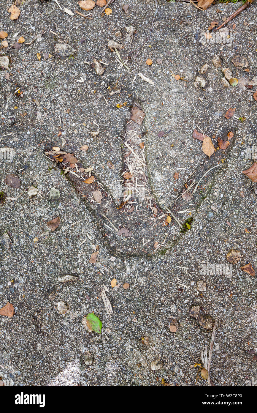 Moa footprint, Karamea, nella costa occidentale dell'Isola del Sud, Nuova Zelanda Foto Stock