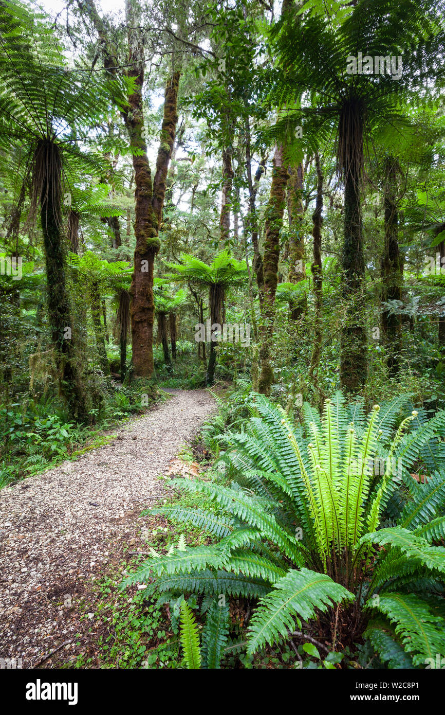 Foresta pluviale subtropicale, Karamea, nella costa occidentale dell'Isola del Sud, Nuova Zelanda Foto Stock