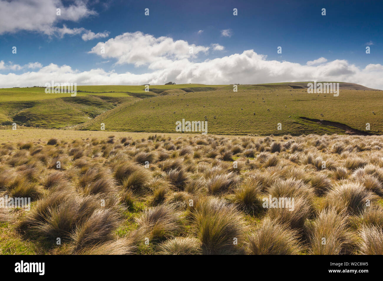 Nuova Zelanda, Isola del Sud, Southland, Il Catlins, punto di pendenza, sud-la maggior parte punto dell'Isola del Sud della Nuova Zelanda, tussock paesaggio Foto Stock