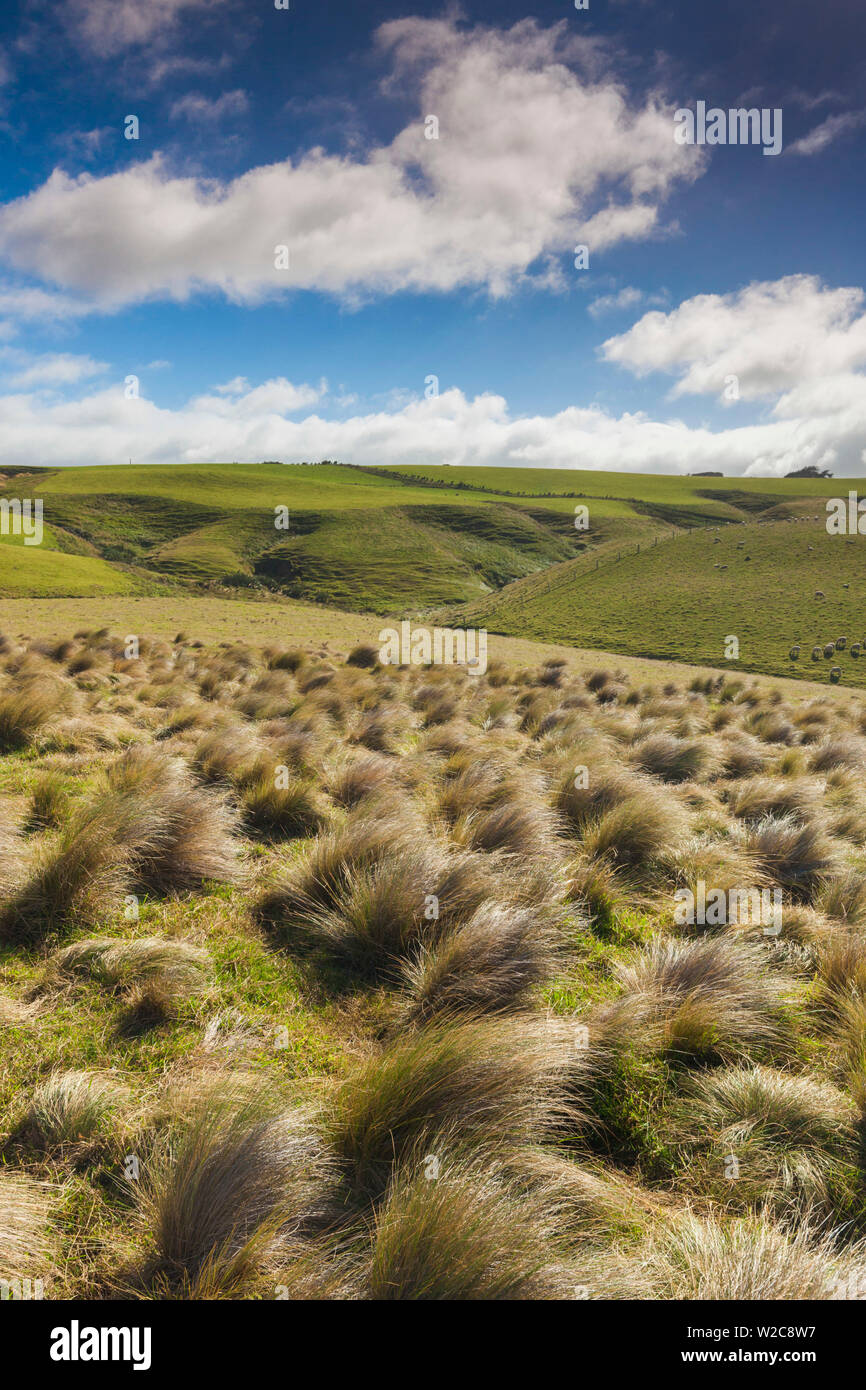 Nuova Zelanda, Isola del Sud, Southland, Il Catlins, punto di pendenza, sud-la maggior parte punto dell'Isola del Sud della Nuova Zelanda, tussock paesaggio Foto Stock