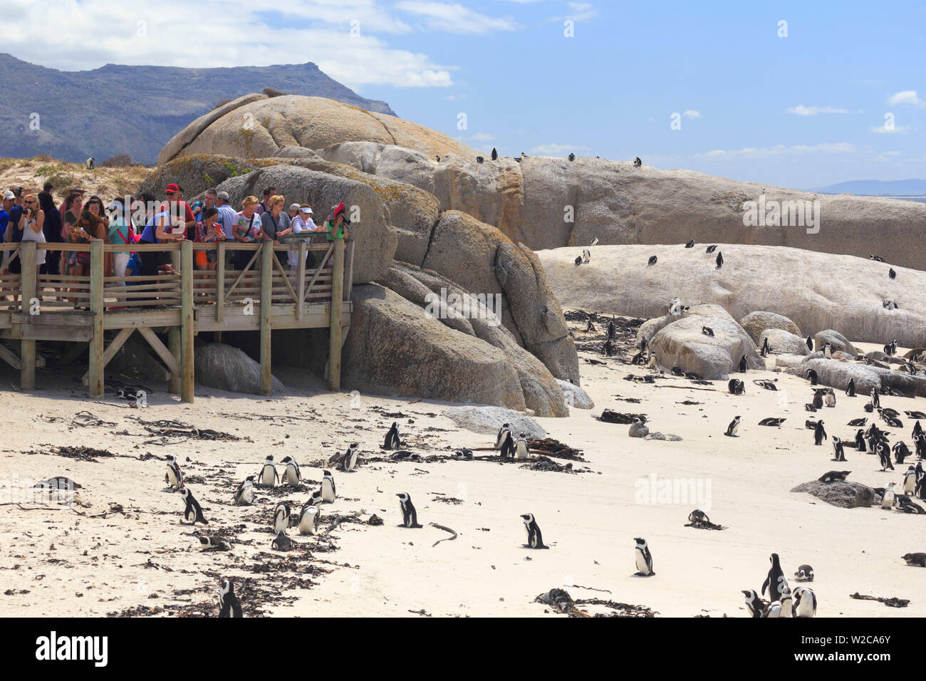 Sud Africa, Western Cape, Simon's Town, spiaggia di Boulder africana colonia di pinguini (Spheniscus demersus) Foto Stock