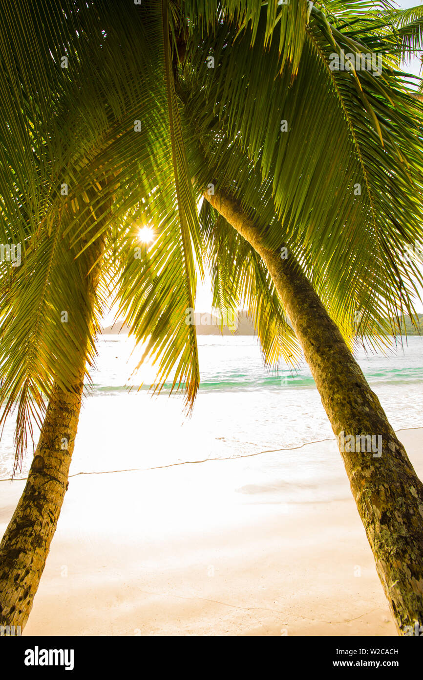 Le palme e la spiaggia tropicale, southern Mahe, Seicelle Foto Stock