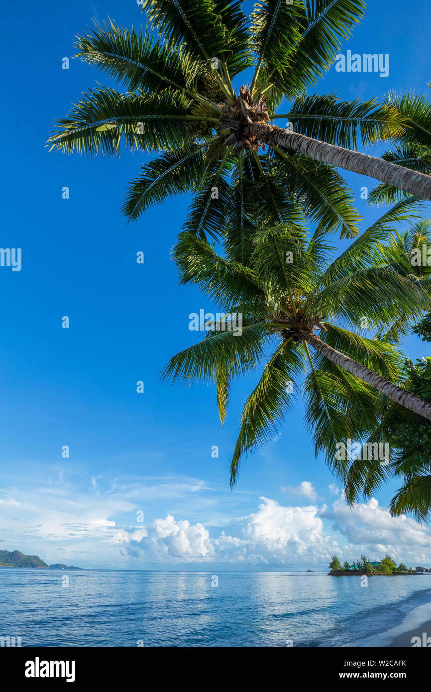 Le palme e la spiaggia tropicale, La Digue, Seicelle Foto Stock