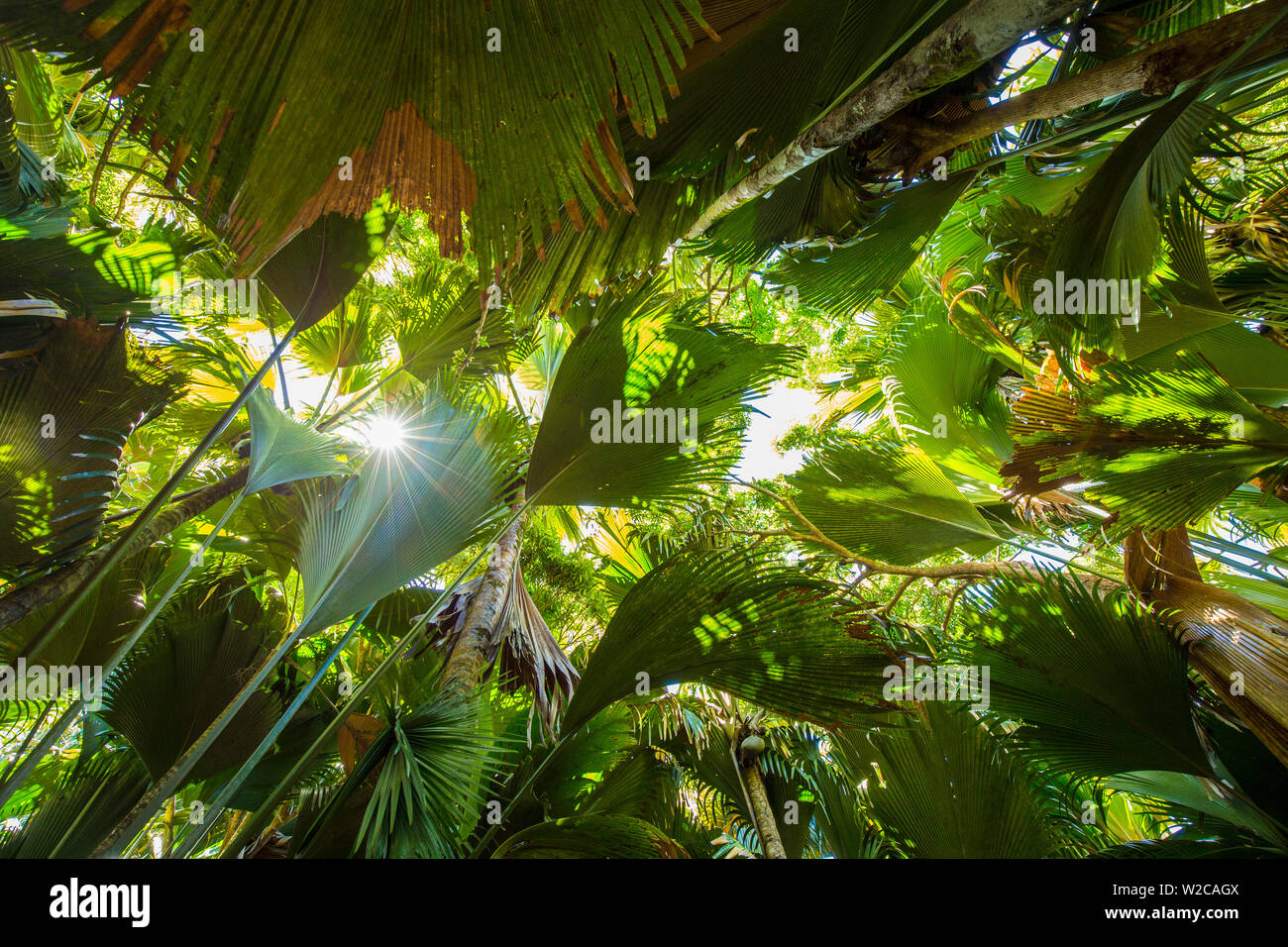 Il Coco de Mer palme, Vallei de Mai, Praslin, Seicelle Foto Stock