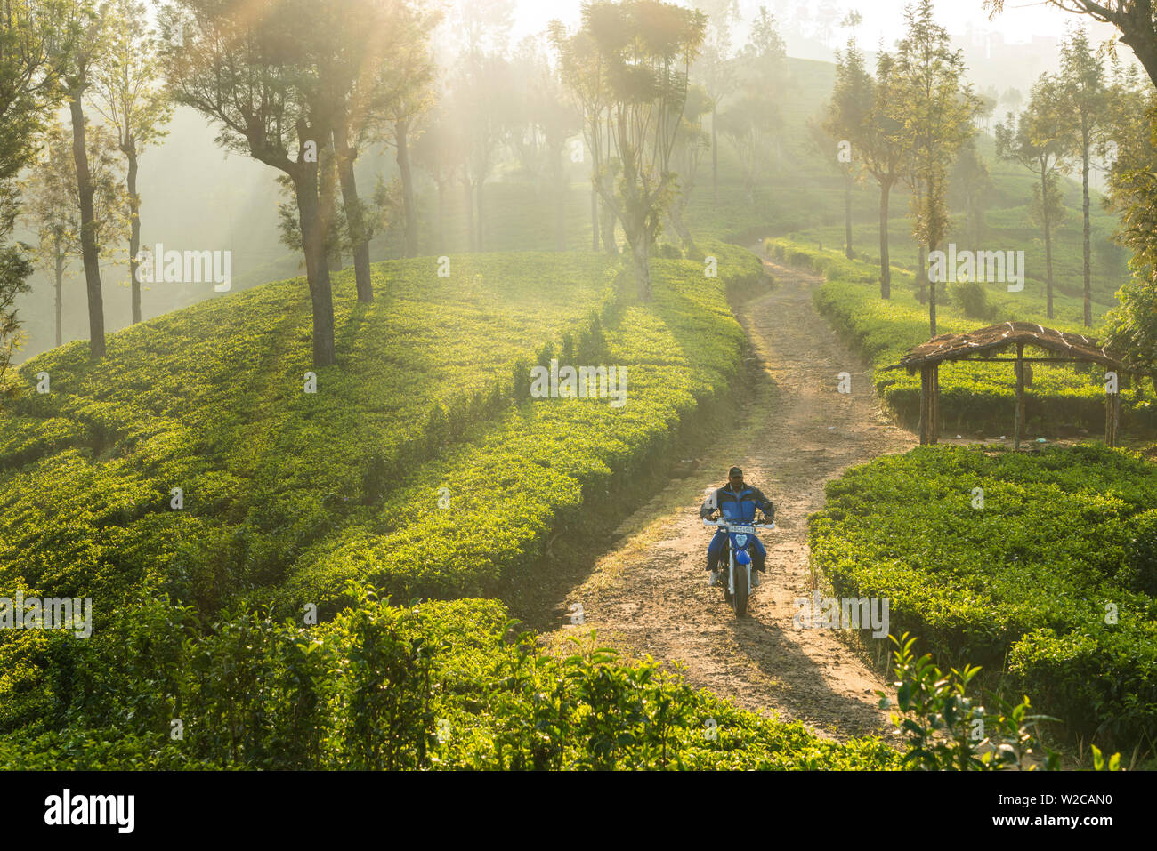 Motociclista, Tea Break & nebbia di mattina, Hapatule, Southern Highlands, Sri Lanka Foto Stock