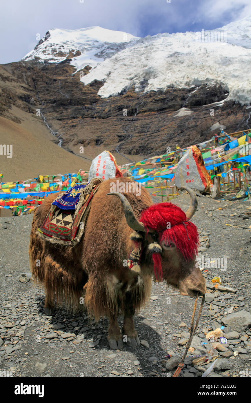 Karola Glacier 5560 C (m), Shannan Prefettura, Tibet, Cina Foto Stock