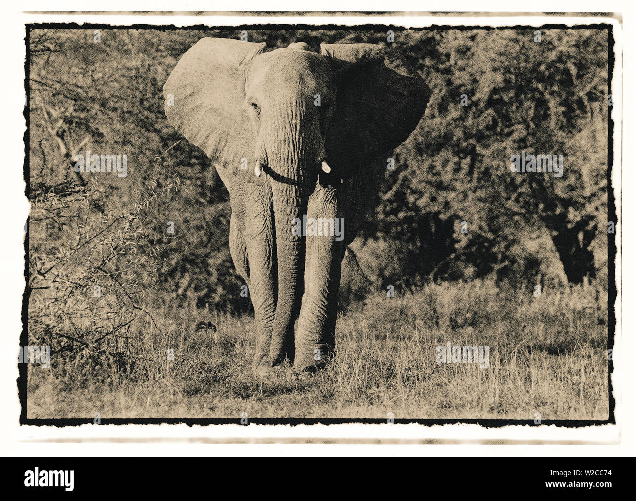 Elephant camminando verso la telecamera nel bush Africano, Tanzania Foto Stock