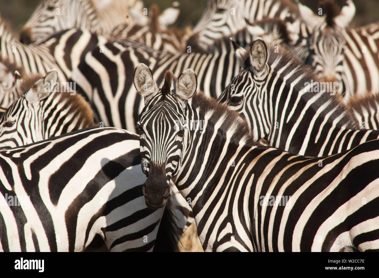 Gruppo di zebra comune nel Serengeti, Tanzania Foto Stock