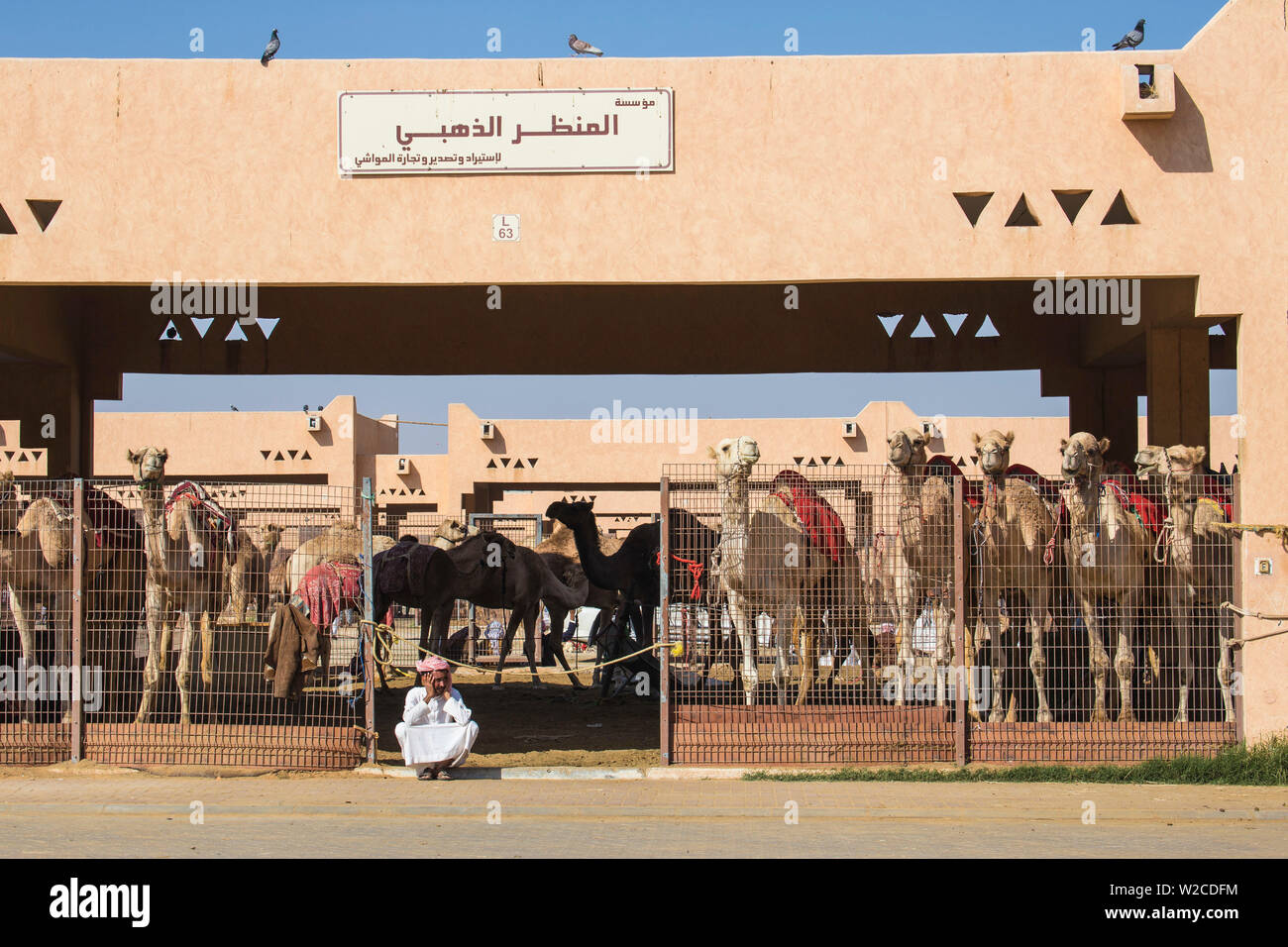 Emirati Arabi Uniti, Abu Dhabi Al Ain, mercato di cammelli Foto Stock