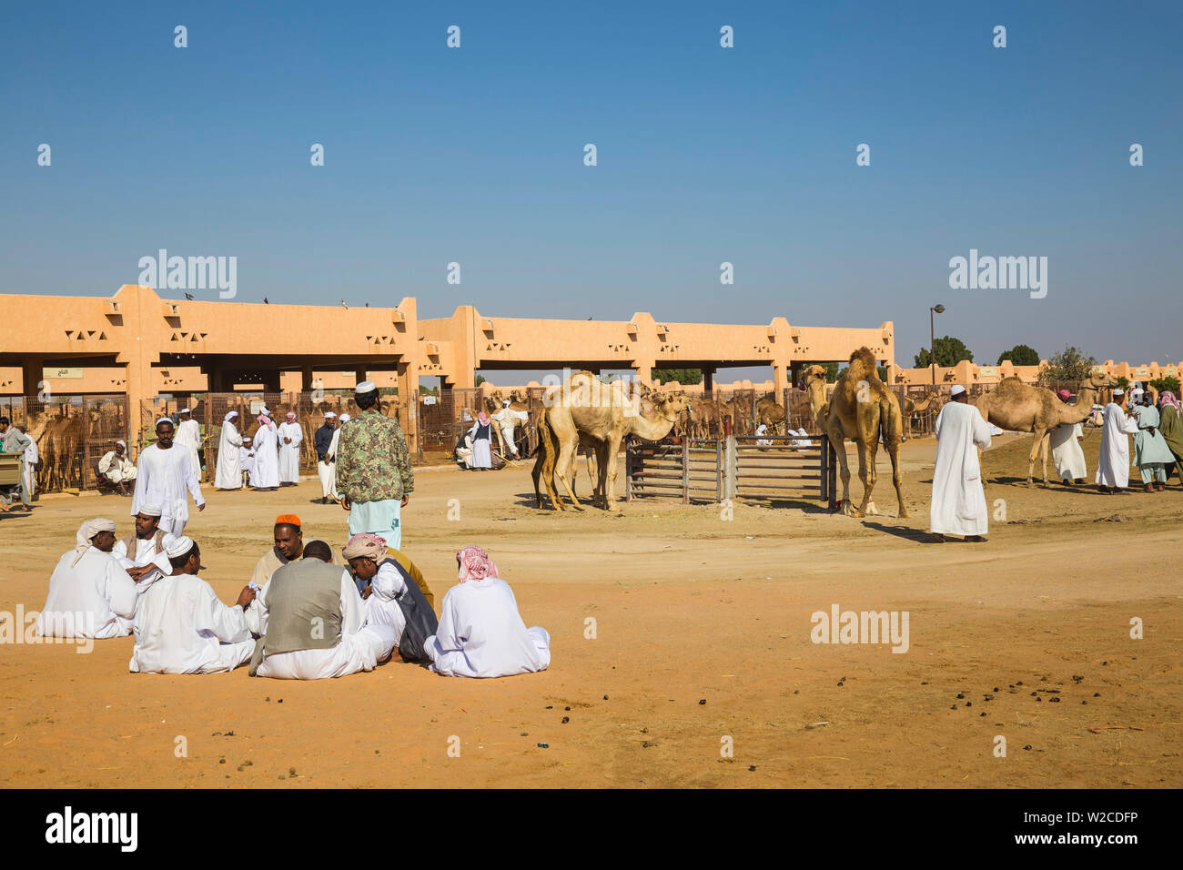 Emirati Arabi Uniti, Abu Dhabi Al Ain, mercato di cammelli Foto Stock