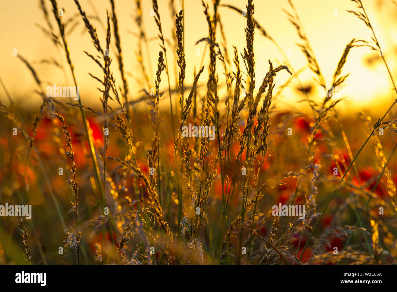 Regno Unito, Inghilterra, Cambridgeshire, papaveri e erbe estate Foto Stock