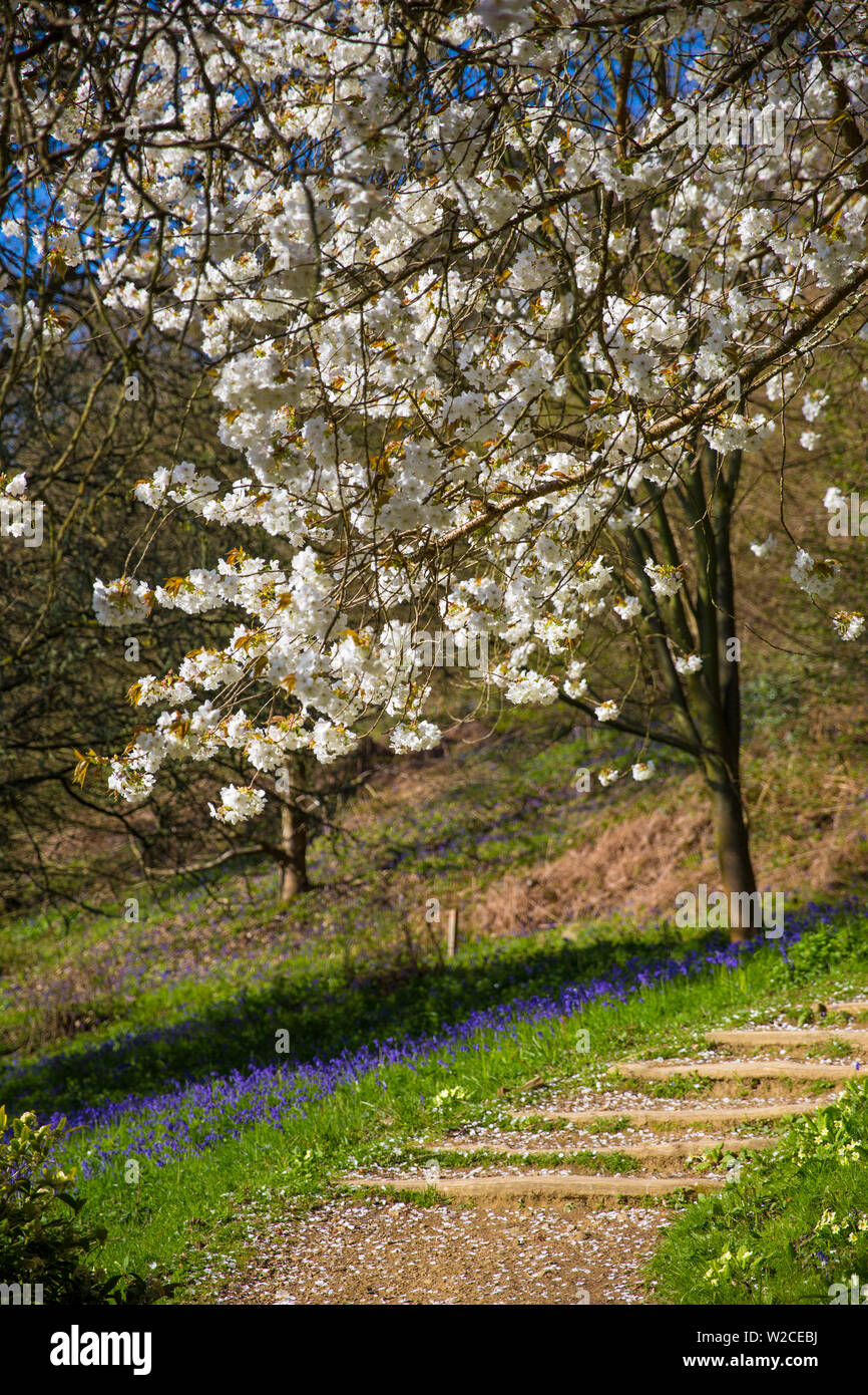 Blossom su albero in primavera, Surrey, England, Regno Unito Foto Stock