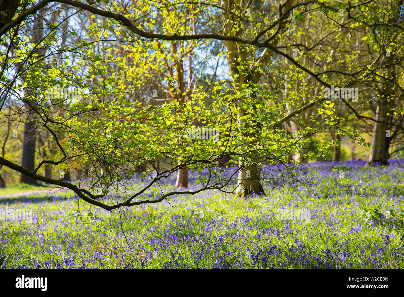 Bluebell boschi, Surrey, England, Regno Unito Foto Stock