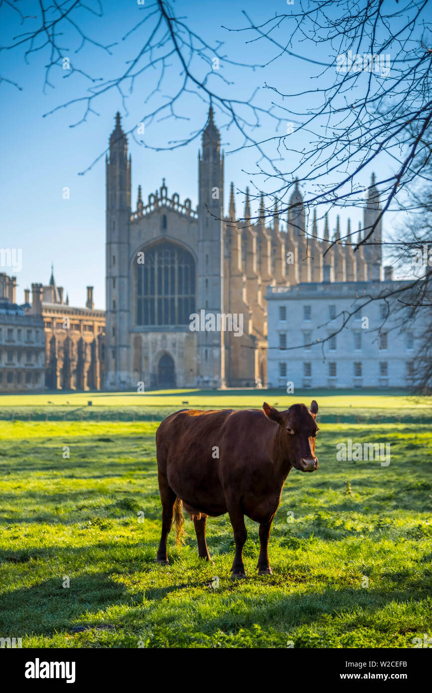Regno Unito, Inghilterra, Cambridgeshire, Cambridge, spalle, King's College e King's College Chapel Foto Stock