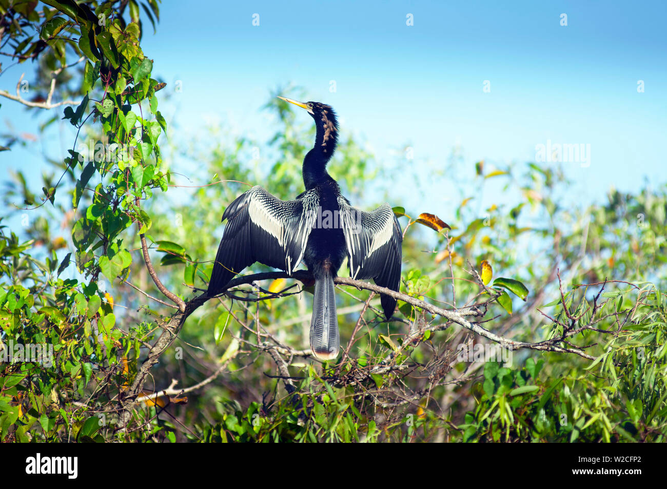 Florida Everglades National Park, Shark Valley, anhinga essiccamento si tratta di piume, le specie di uccelli trovate in calde acque poco profonde, talvolta indicato come un Snakebird Foto Stock