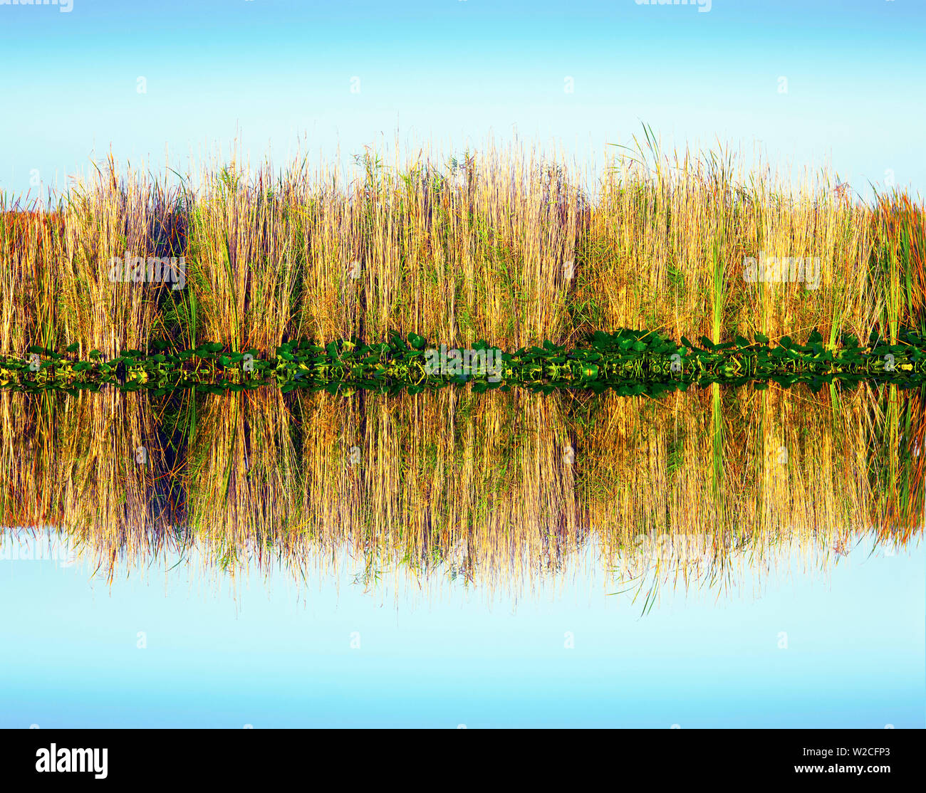 Florida Everglades National Park, Sawgrass riflessione, abbondanti nelle paludi umide, può crescere fino a 9 metri di altezza, Everglades è indicato come un Sawgrass Praire e un fiume di erba Foto Stock