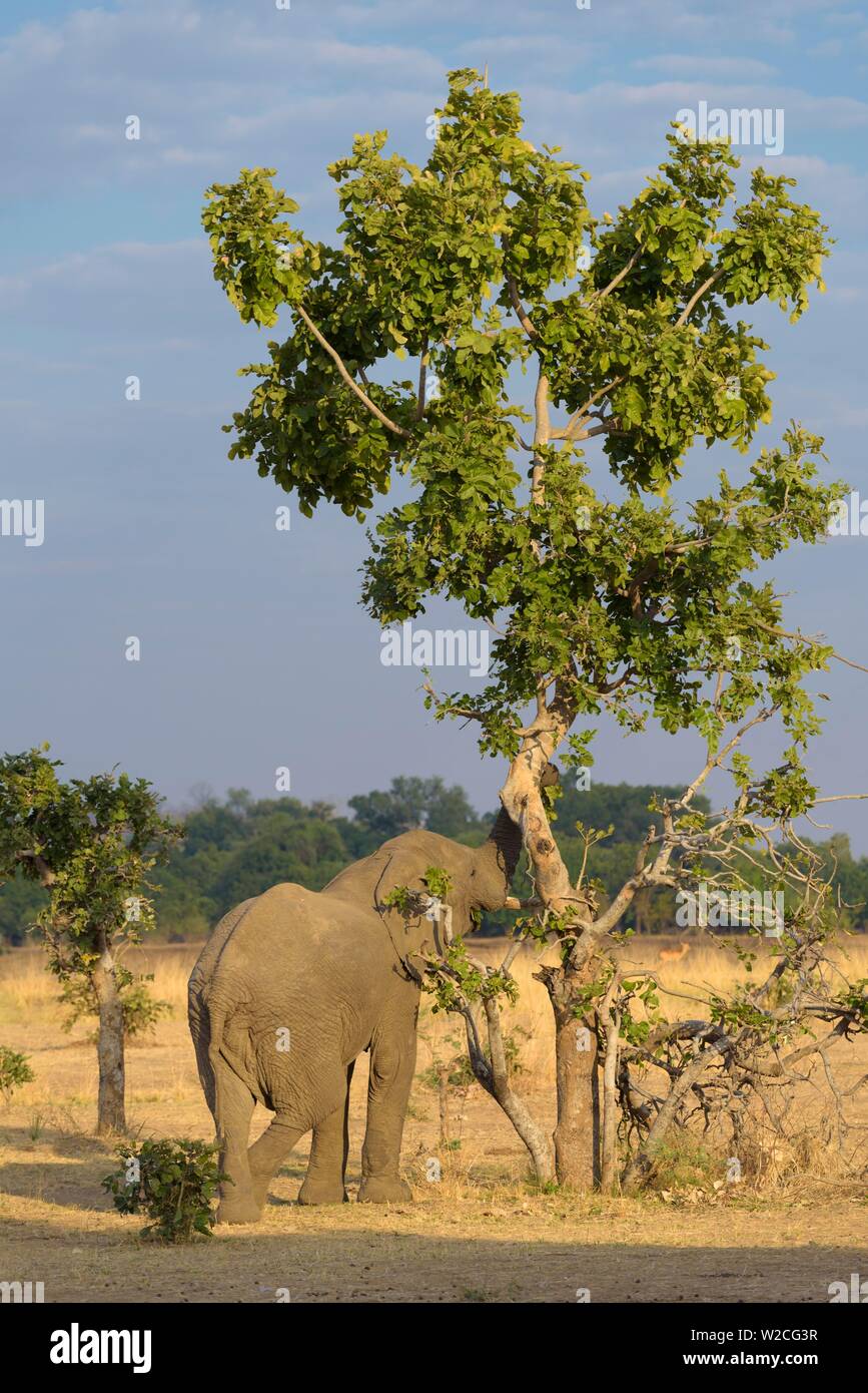 Elefante africano (Loxodonta africana) mangiare presso la struttura ad albero, savana, South Luangwa National Park, Zambia Foto Stock