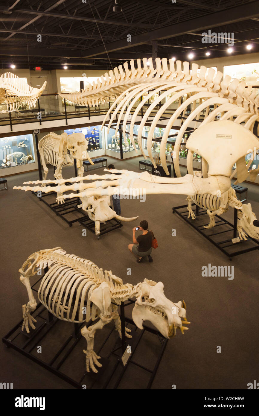 Stati Uniti d'America, Oklahoma, Oklahoma City, Museo di osteologia, scheletri di animali Foto Stock