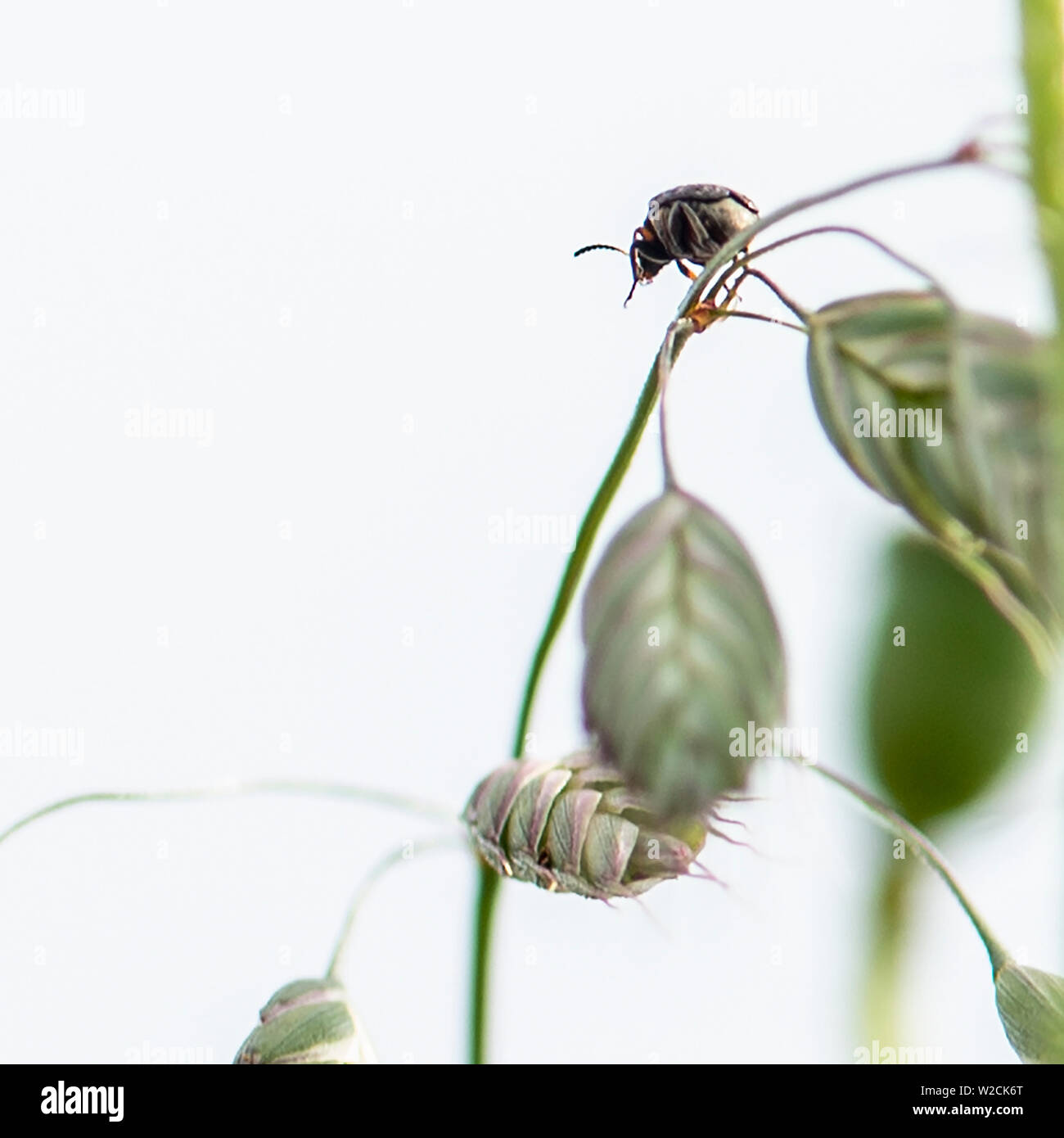 Beetle sulla testa di orzo, campagna di insetto Foto Stock