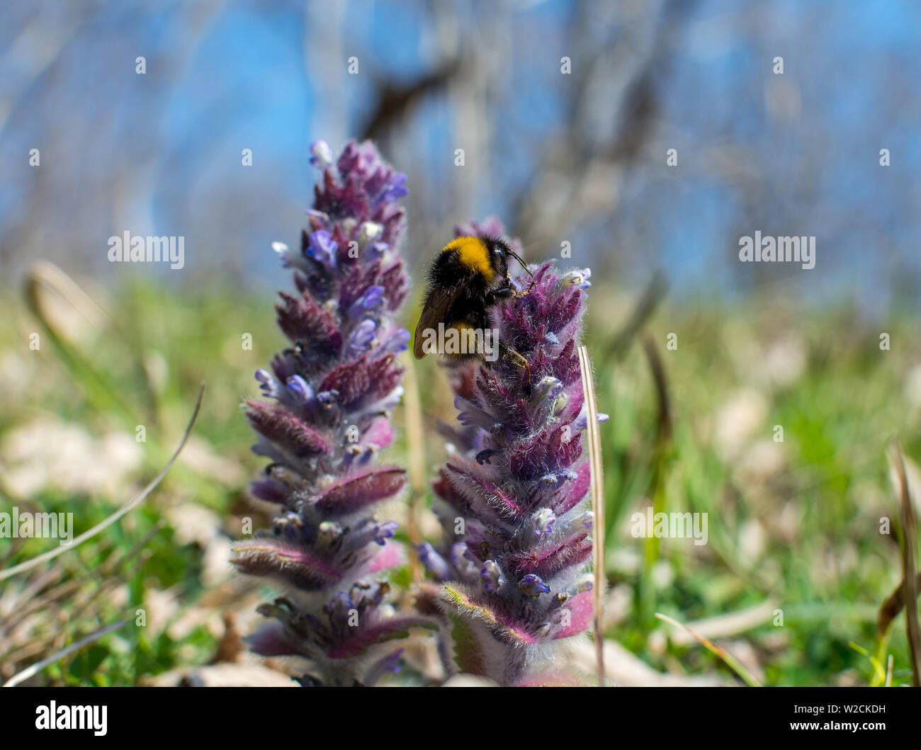 Prato bumblebee pollinates un viola di fiori selvaggi in natura, close-up, sfocate sullo sfondo di erba, il fuoco selettivo. Foto Stock