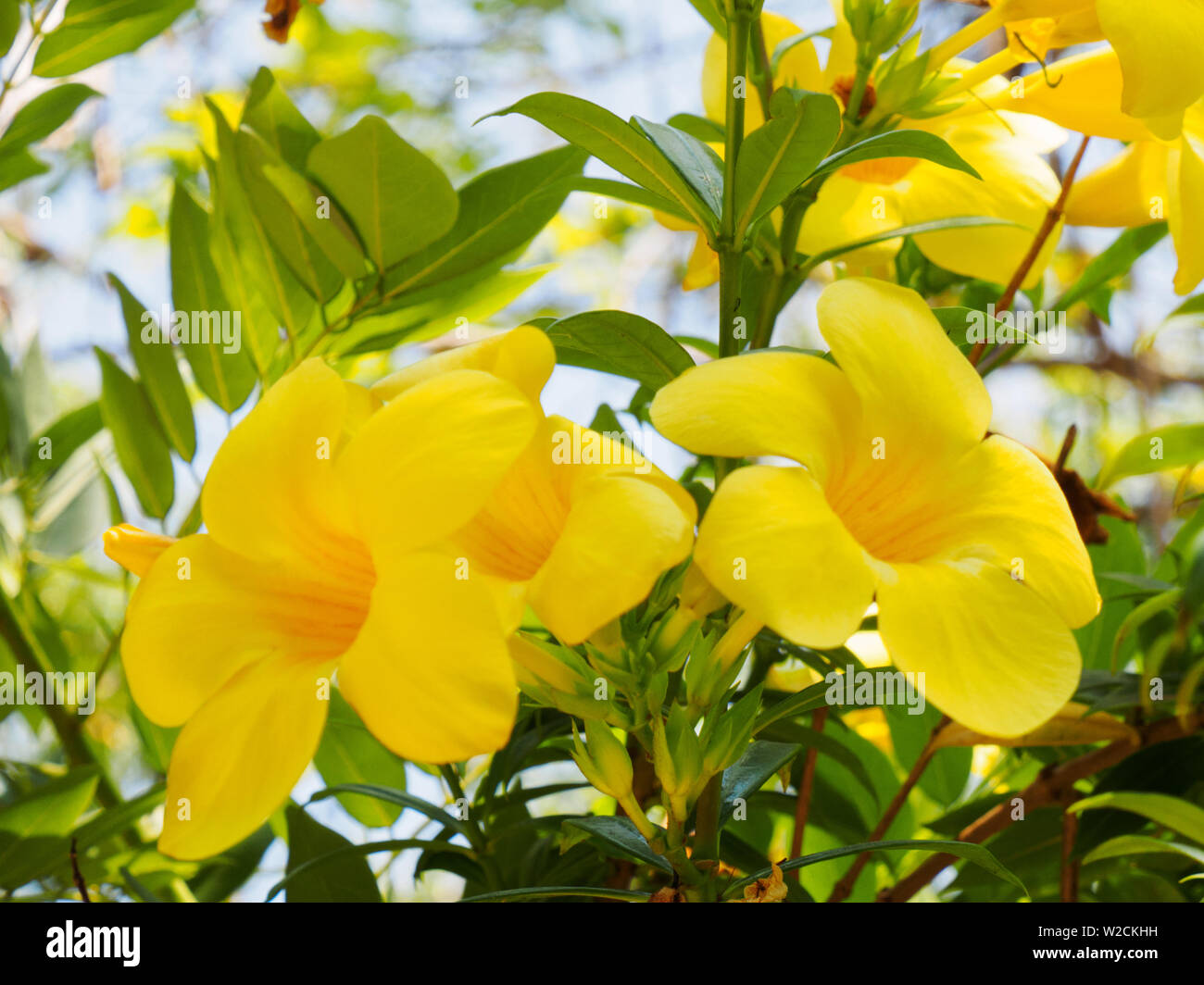 Verde Tropical pianta con i fiori gialli (l'Allamanda cathartica) di Kochi, in Kerala, India Foto Stock