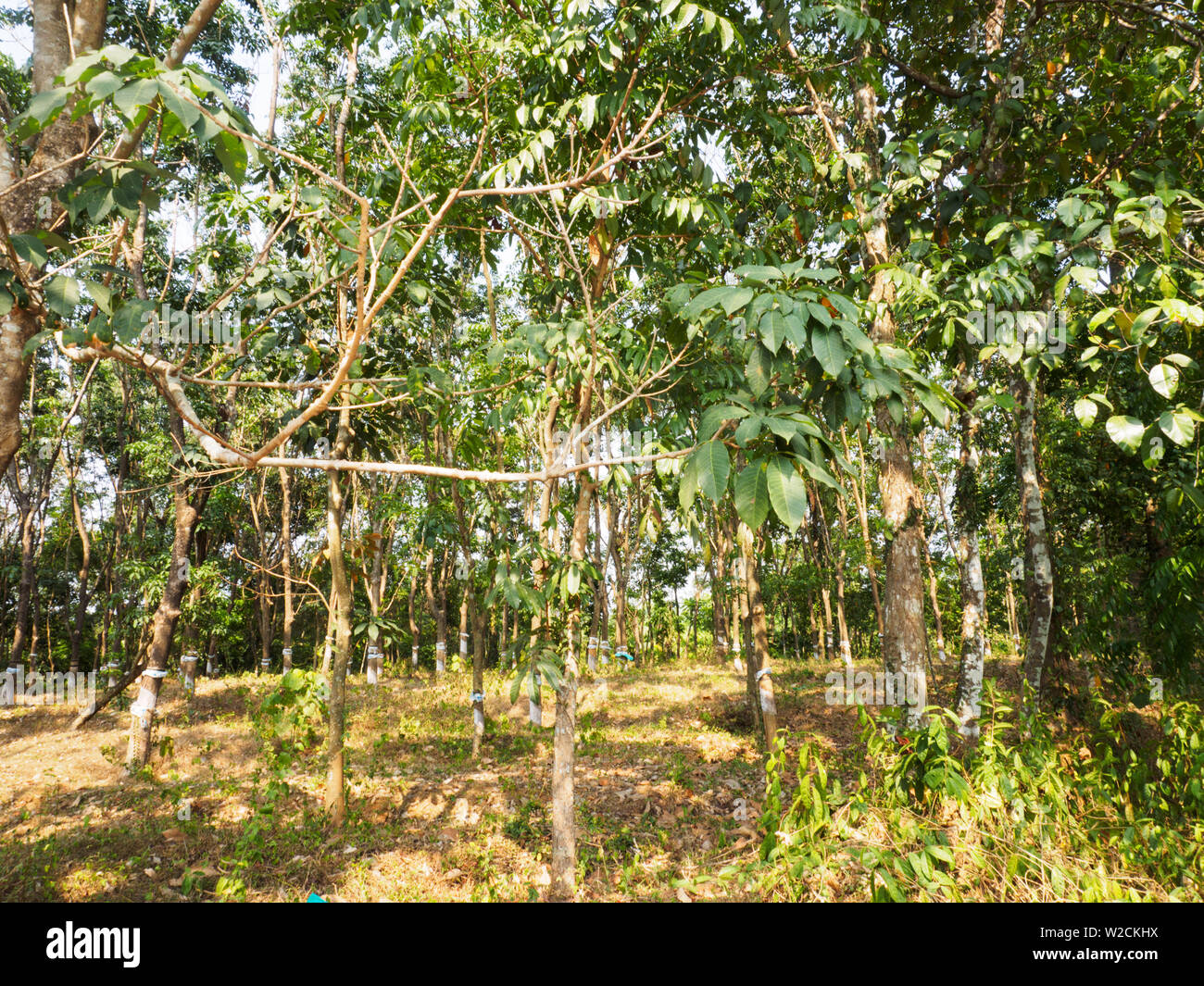 Boschetto di alberi della gomma a Kochi, Kerala, India Foto Stock