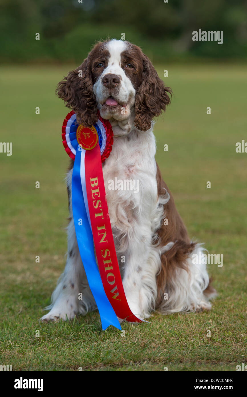 English Springer spaniel Best in Show Dog Foto Stock