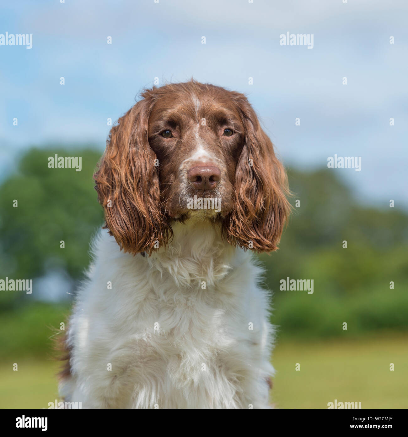English Springer spaniel Foto Stock