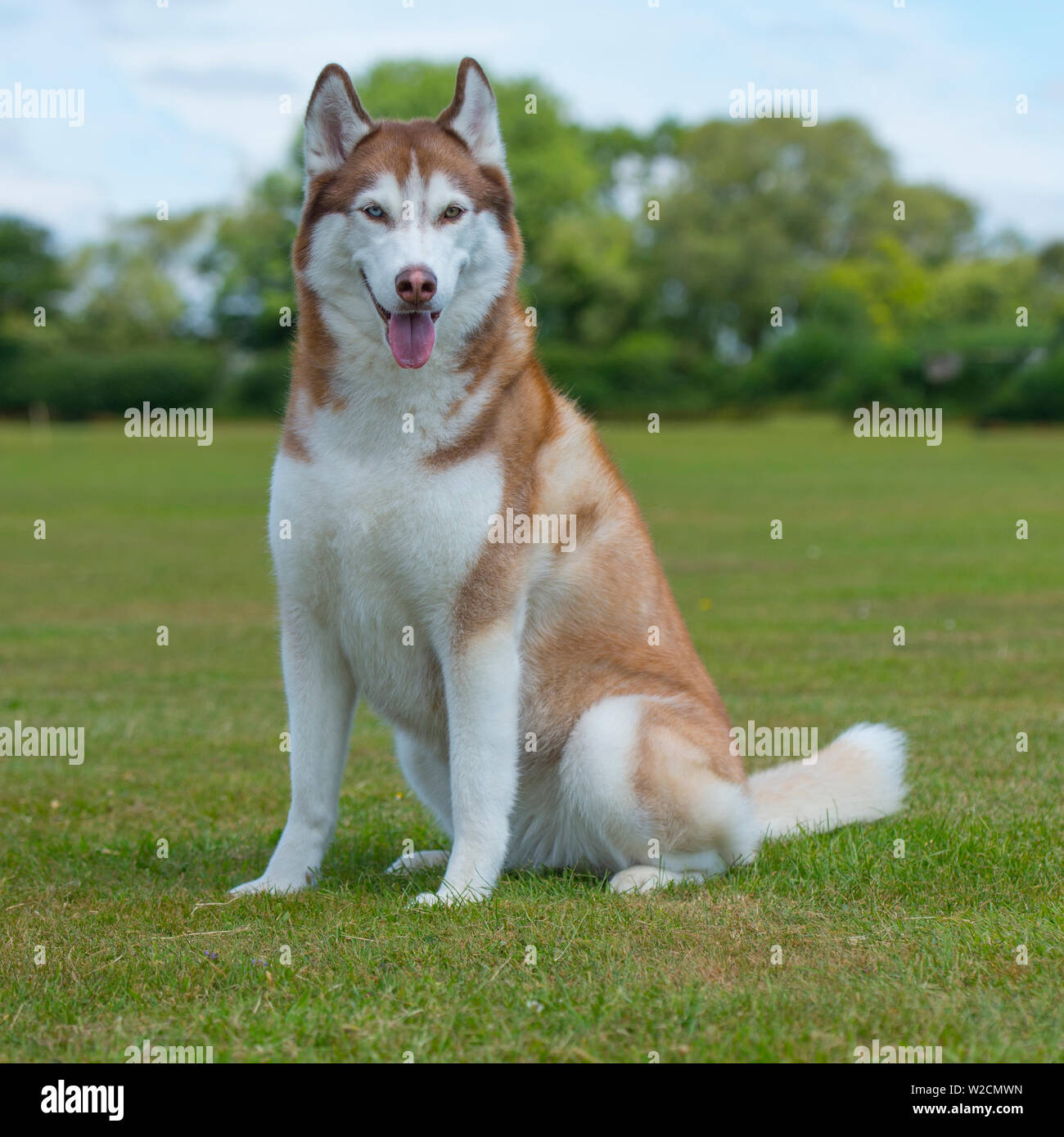 husky siberiano Foto Stock husky siberiano Foto Stock