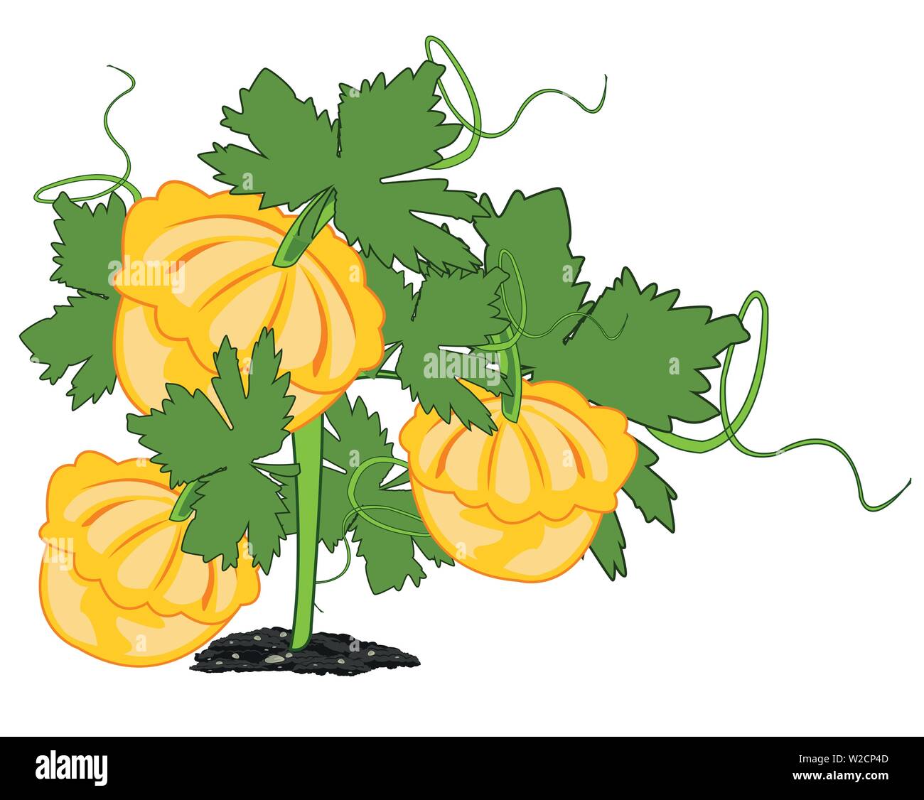 Zucca vegetale su sfondo bianco è isolato Illustrazione Vettoriale
