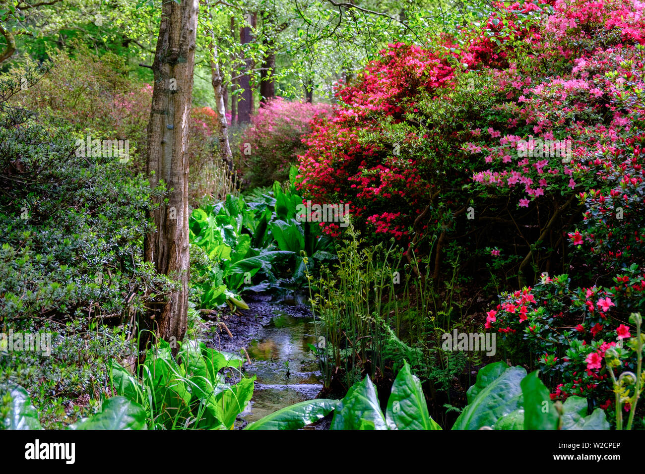 Flusso di bosco circondato dal verde folto fogliame e arbusti con viola e rosso dei fiori in primavera a Isabella Plantation in Richmond Park, Londra. Foto Stock