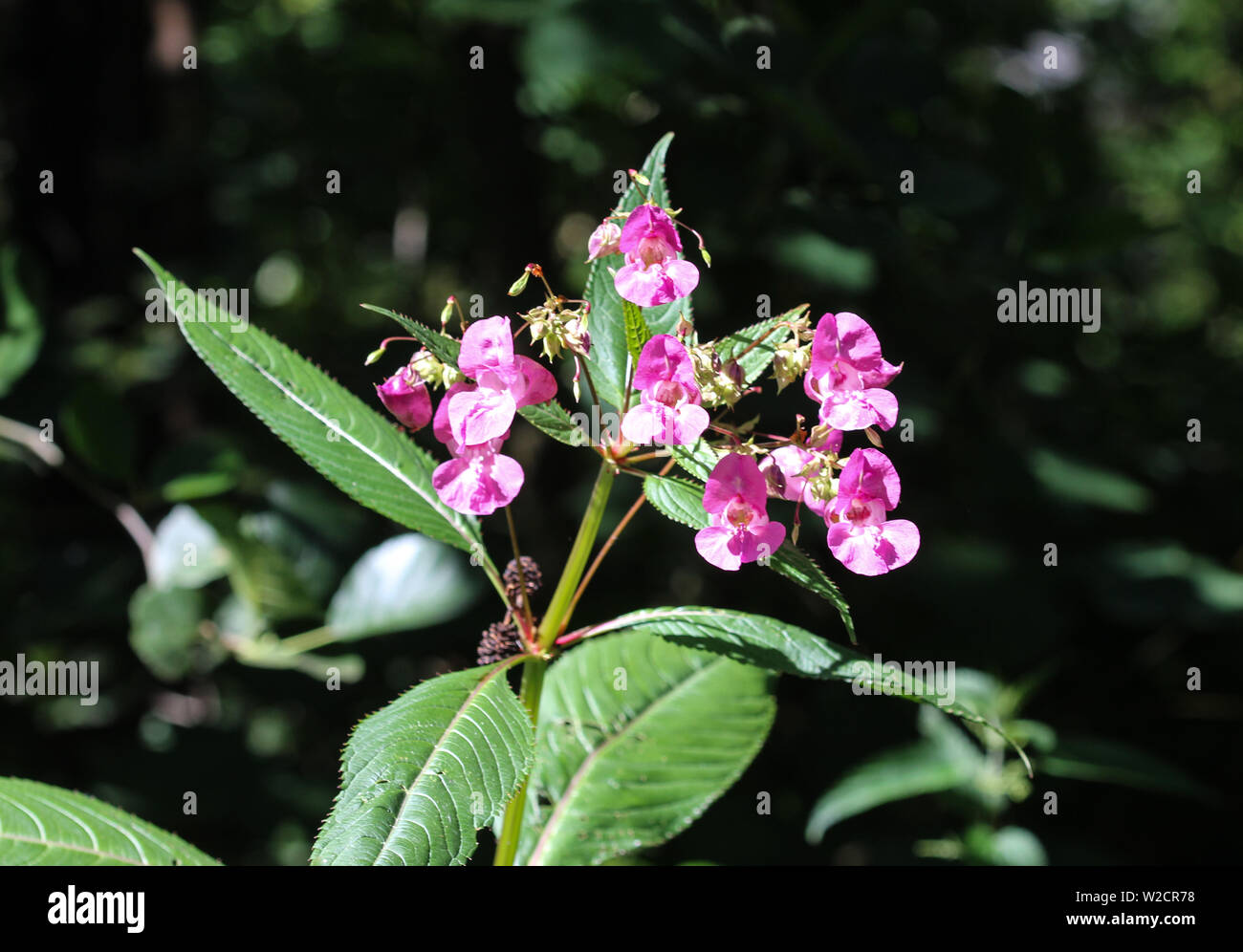 Close up di Impatiens glandulifera fiore, nomi comuni poliziotto del casco, Bobby Tops, rame Tops, Gnome e Hatstand Himalayan Balsamo Foto Stock