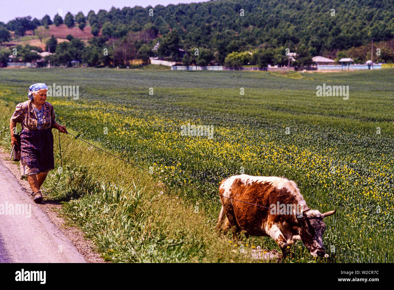 La Romania. Maggio 1990. Rurale scena. Una donna wals sua mucca lungo il lato della strada. La mucca è su un filo realizzato in una catena di metallo. Foto: © Simon Grosset. Archivio: immagine digitalizzati da un originale di trasparenza. Foto Stock