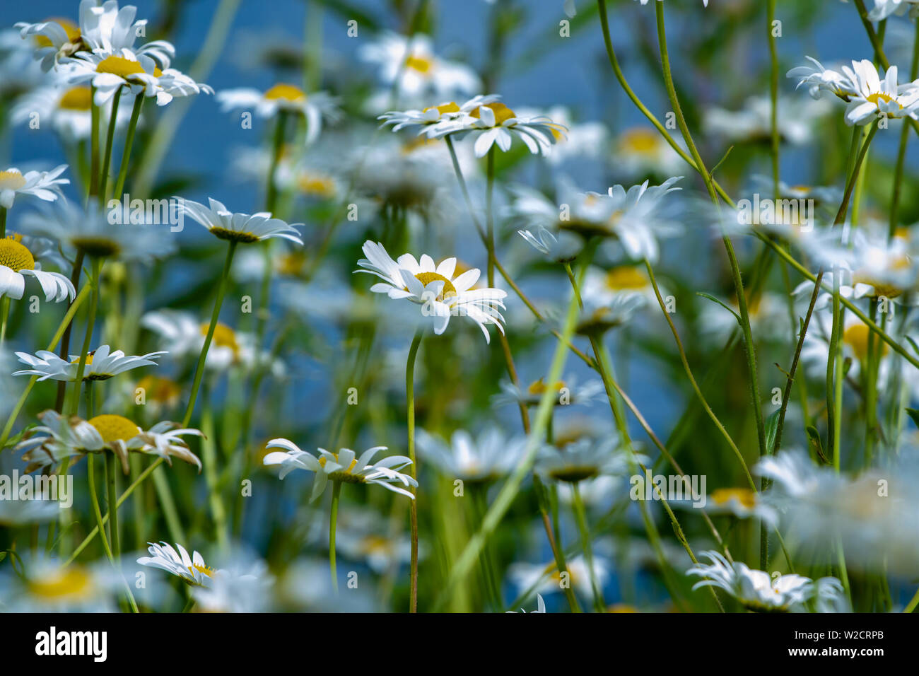 Campo di Oxeye Daisys a Slimbridge Foto Stock