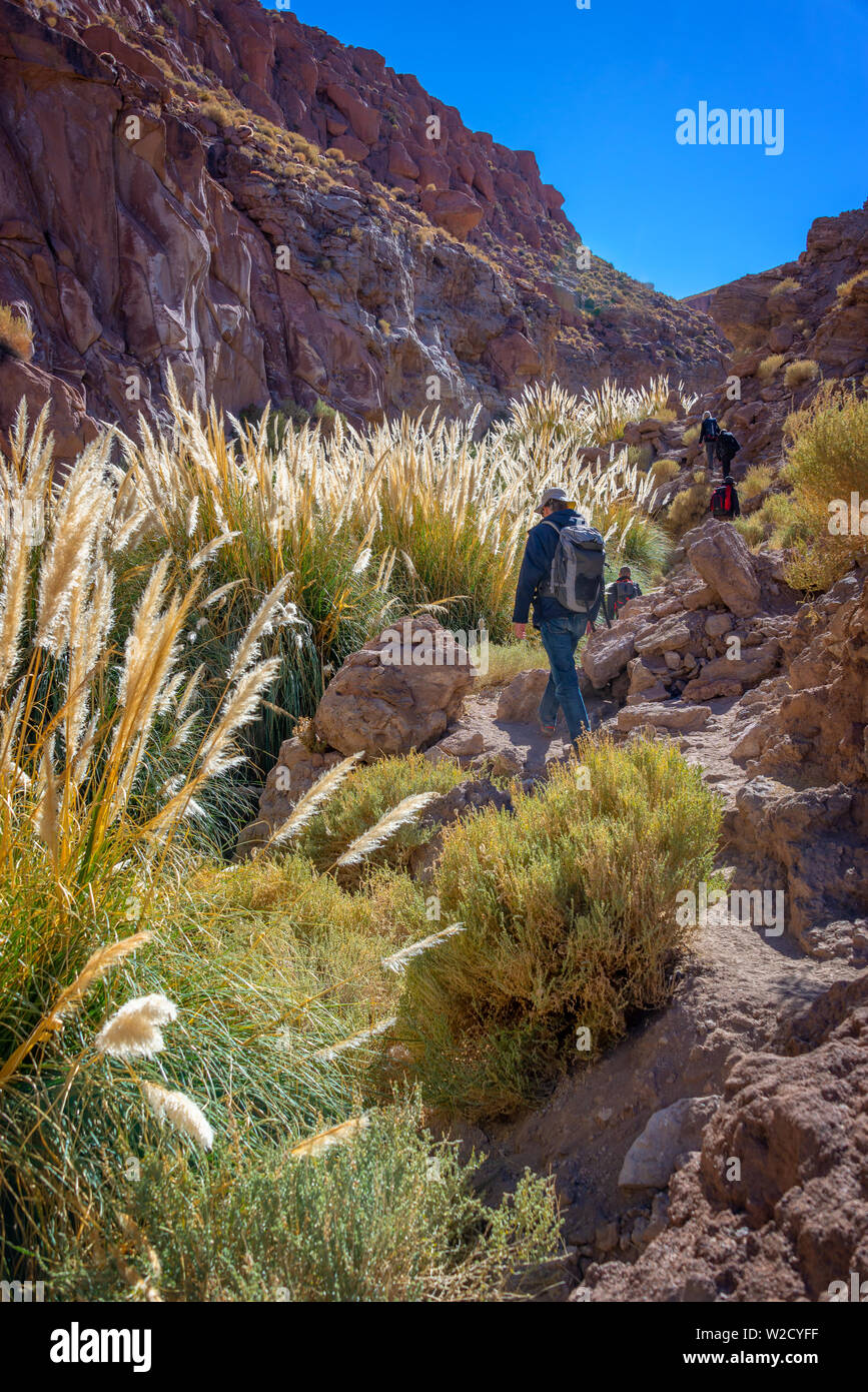 Trekking a piedi lungo il fiume Puritama, il deserto di Atacama, Cile Foto Stock