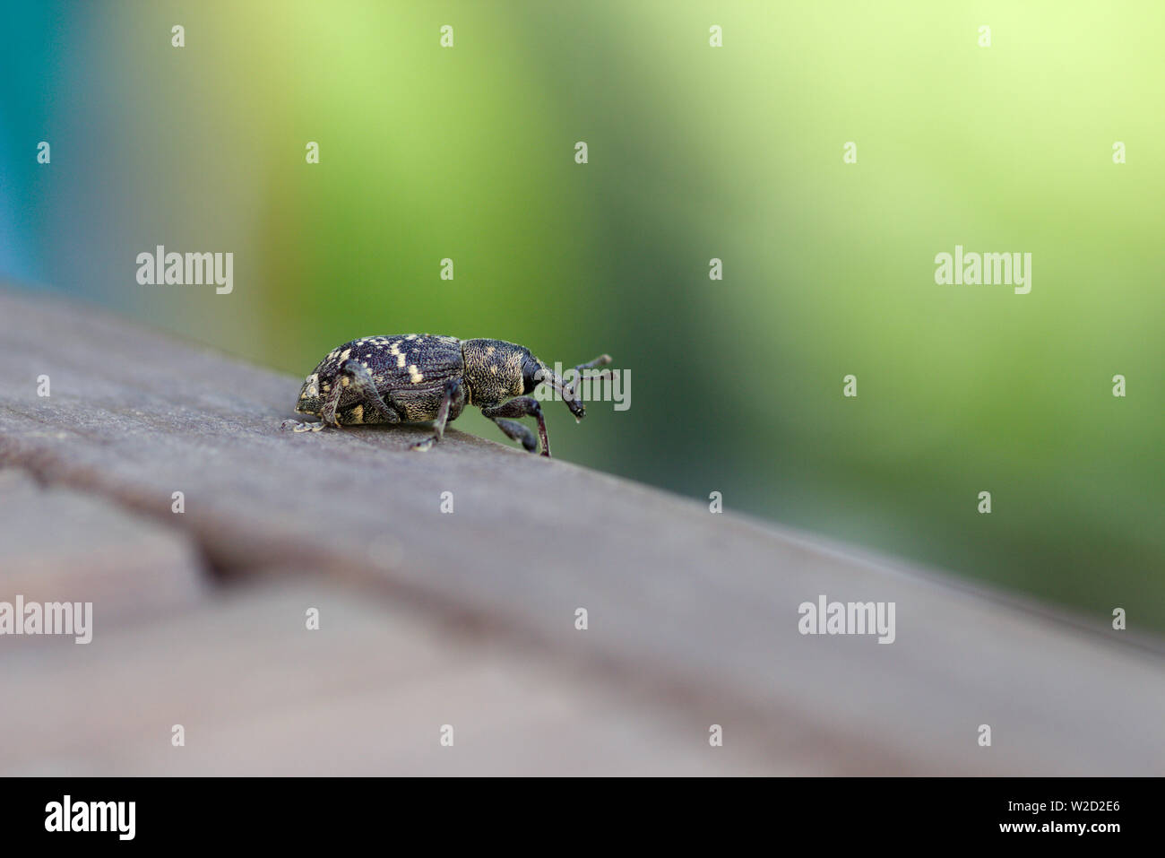 Il grande pino curculione su legno. Pest di alberi di conifere Foto Stock