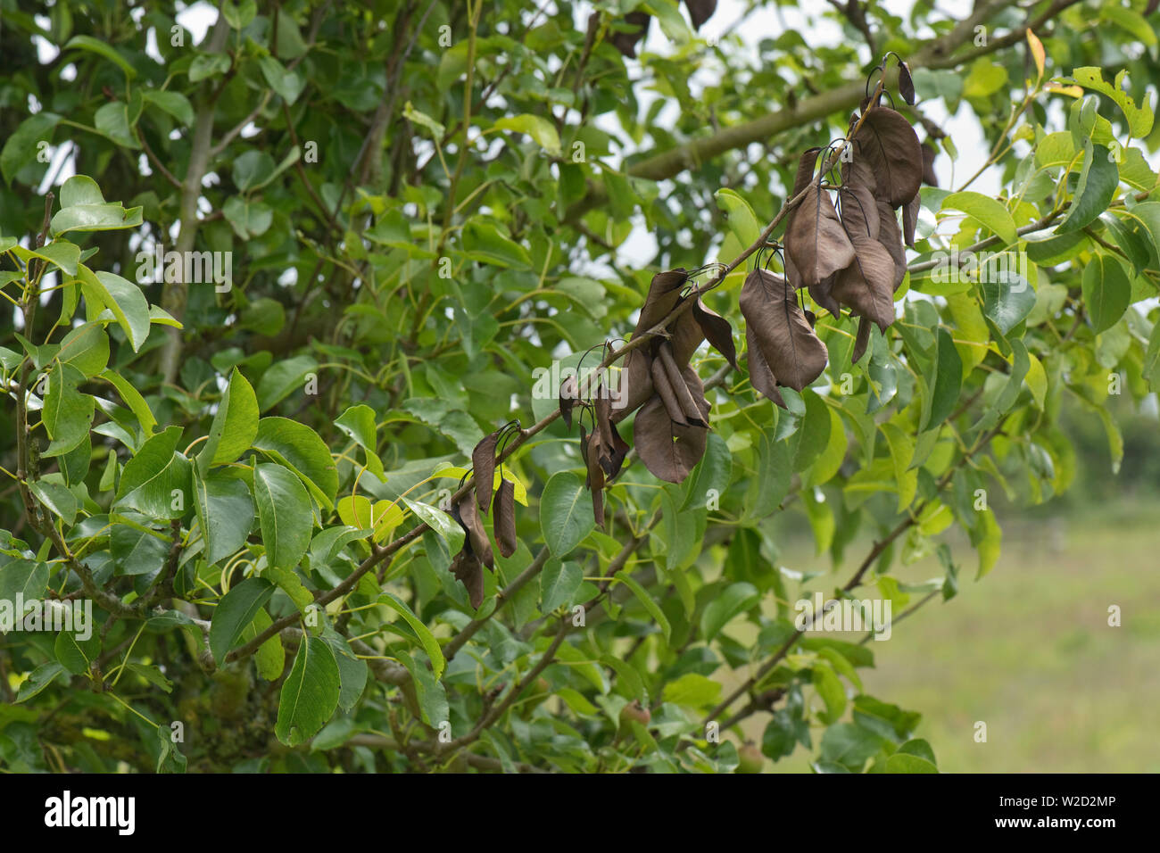 Nectria pera batteriosi vascolare, Neonectria ditissima, lesione e morti foglie marrone su un ramo di pera, Berkshire, Giugno Foto Stock