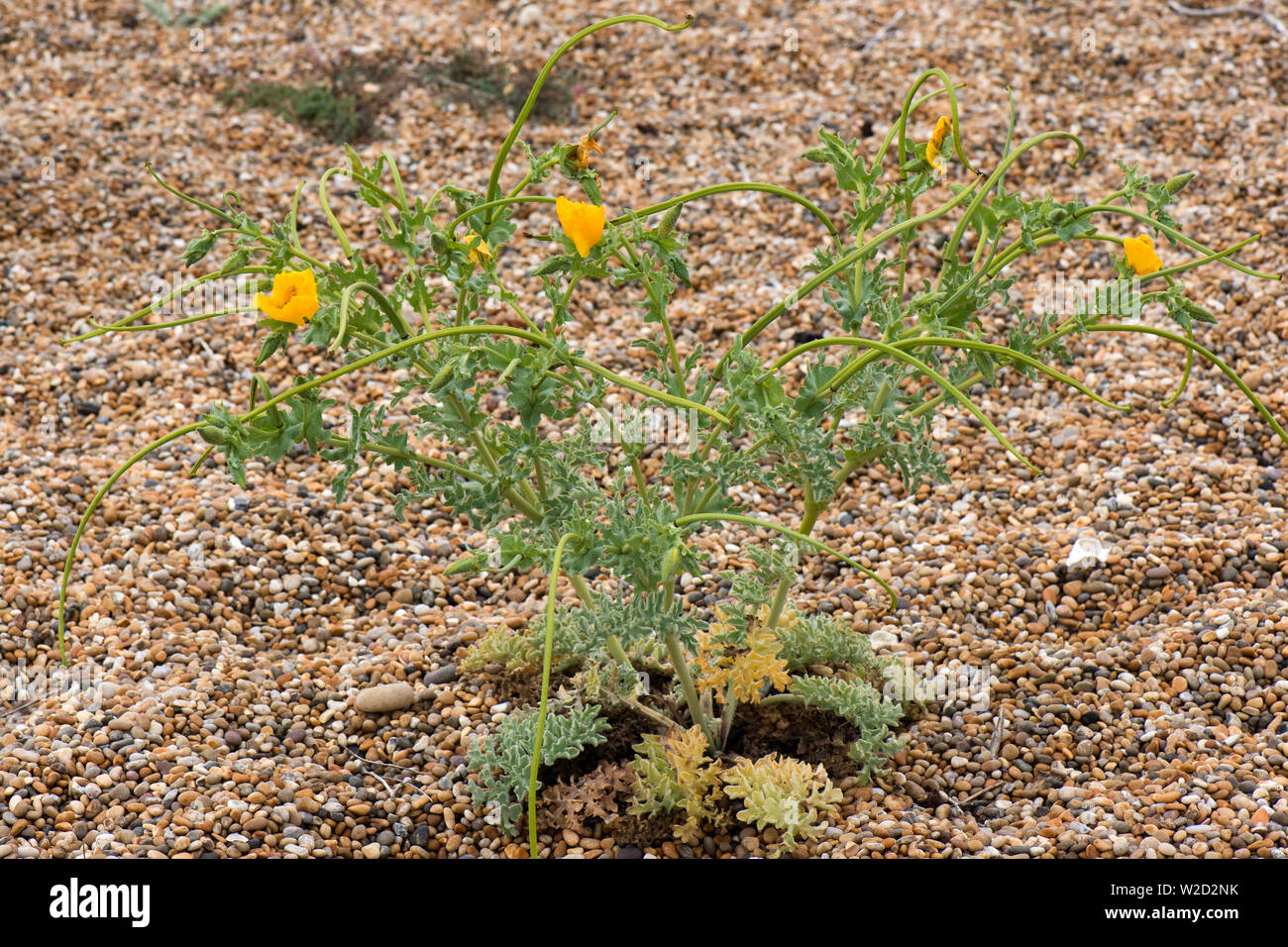 Il giallo papavero cornuto o hornpoppy, Glaucium flavum, pianta con i fiori e lunga seedpods su Chesil Beach, Giugno Foto Stock