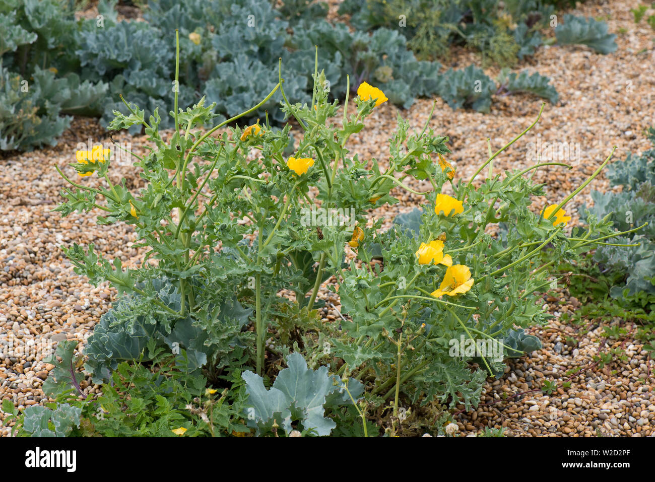 Il giallo papavero cornuto o hornpoppy, Glaucium flavum, pianta con i fiori e lunga seedpods su Chesil Beach, Giugno Foto Stock