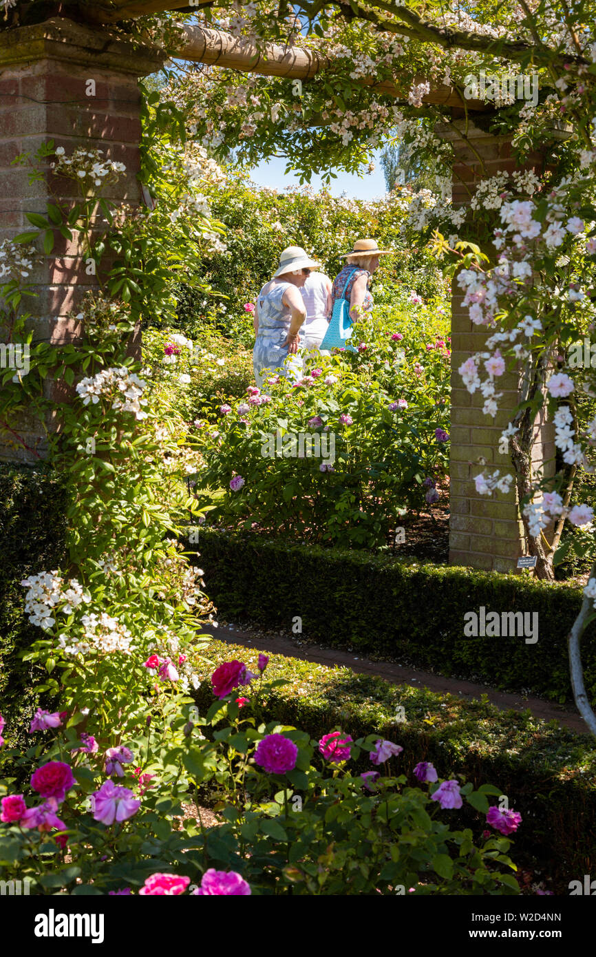 David Austin Roses, persone che acquistano piante di rose. Foto Stock