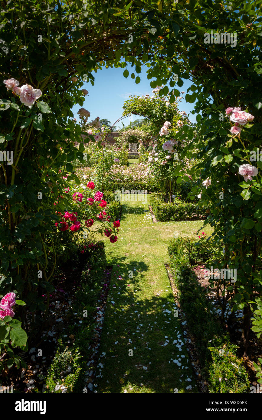David Austin Roses, Regno Unito giardini di fiori Foto Stock