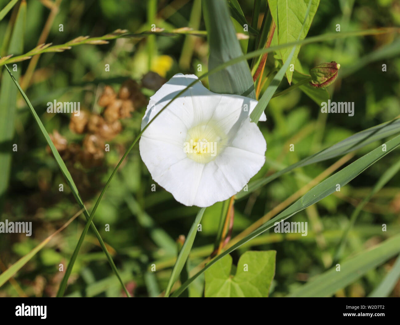 Close up Calystegia sepium (ex Convolvulus sepium) nomi comuni sono hedge centinodia, Rutland bellezza, bugle vine, celeste trombe, bellbind, Foto Stock