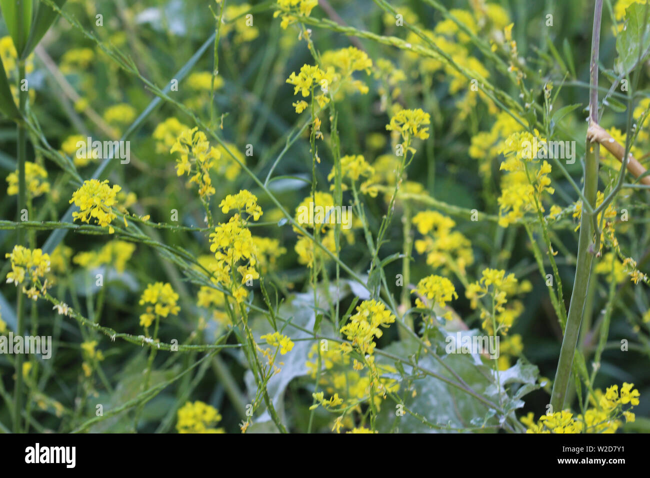 Close up di Brassica nigra, la senape nera, fioritura in primavera Foto Stock