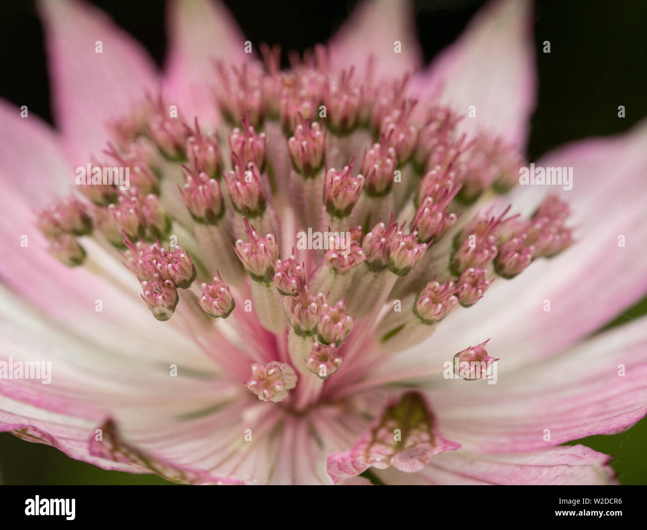 Una chiusura di una parte di un fiore di Astrantia Roma Foto Stock