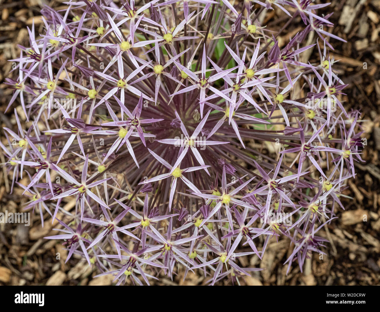 Una chiusura di parte della viola chiaro seedhead di Allium cristophii Foto Stock
