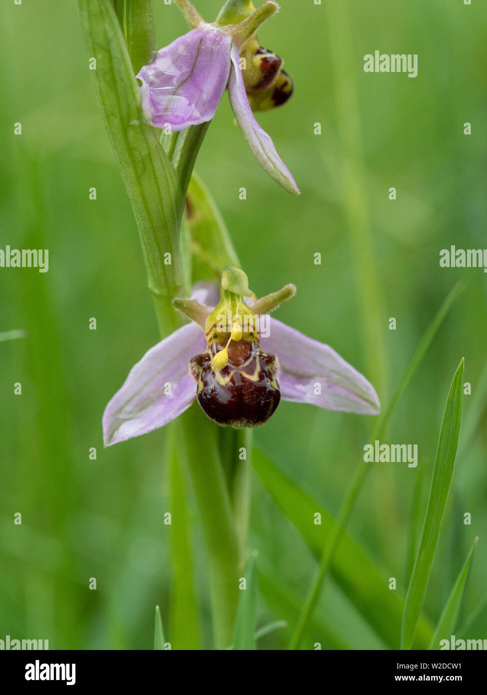 Una chiusura dei fiori del bee orchid Ophrys apifera Foto Stock