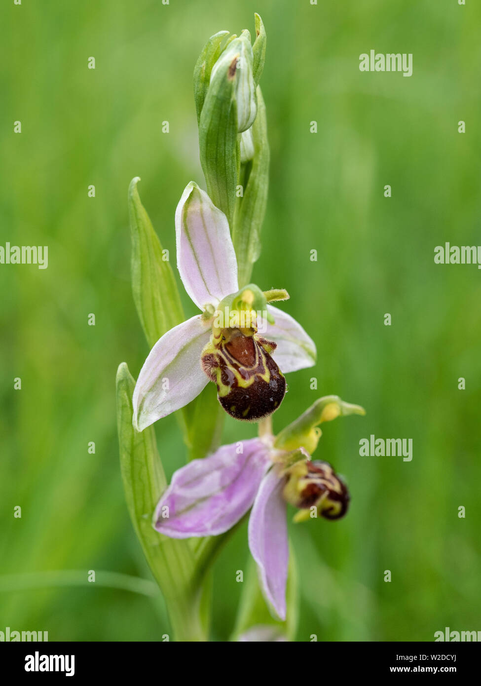 Una chiusura dei fiori del bee orchid Ophrys apifera Foto Stock