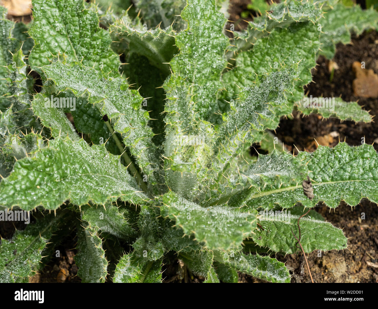 Una chiusura del grigio verde fogliame spinoso di Berkheya purpurea Foto Stock