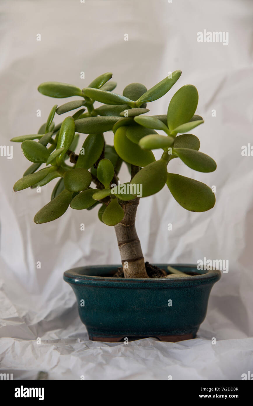 Albero di bonsai di giada su uno sfondo bianco di accartocciata carta tissue Foto Stock
