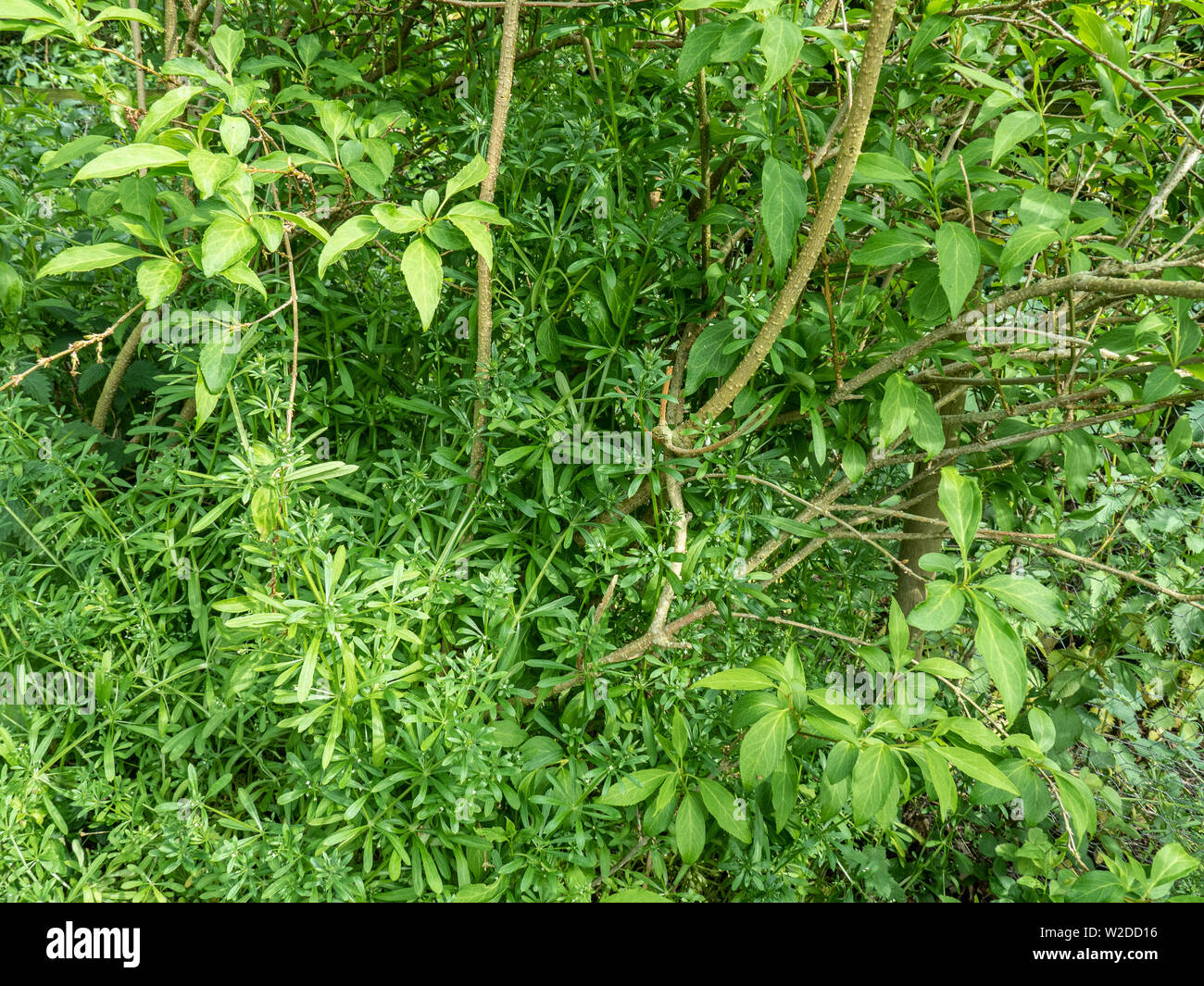 Il giardino in comune infestante cleavers crescendo attraverso arbusti in un confine Foto Stock